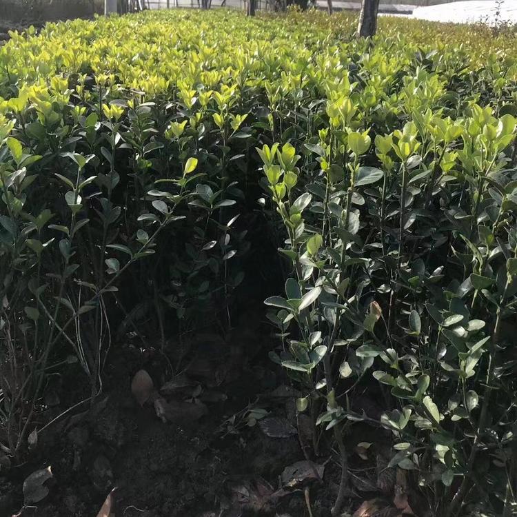 丰林花卉批发销售冬青 冬青基地直销 量大从优