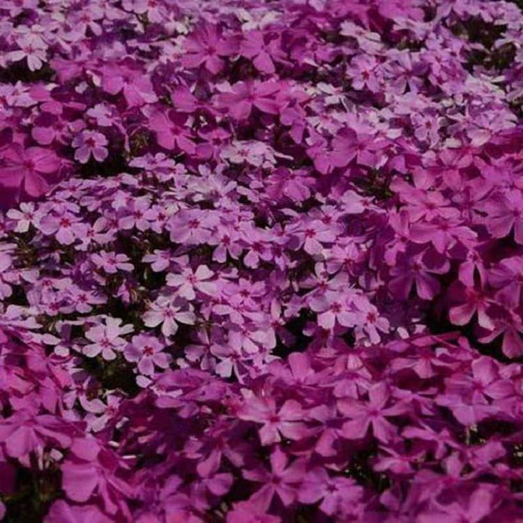 芝樱花海造型租摆 苗圃直供芝樱批发