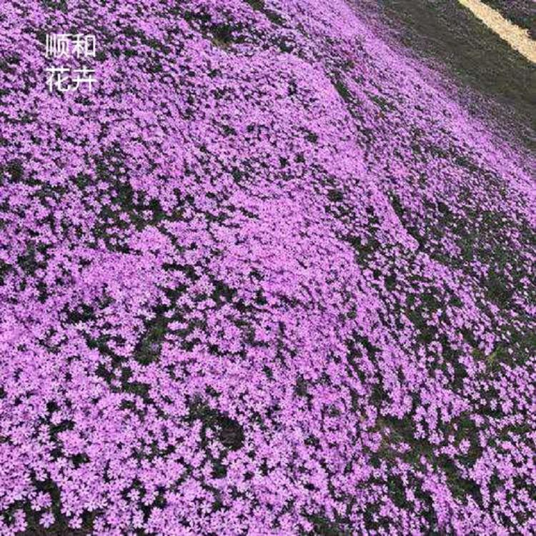 针叶天蓝绣球价格  丛生福禄考批发 从生福禄考基地