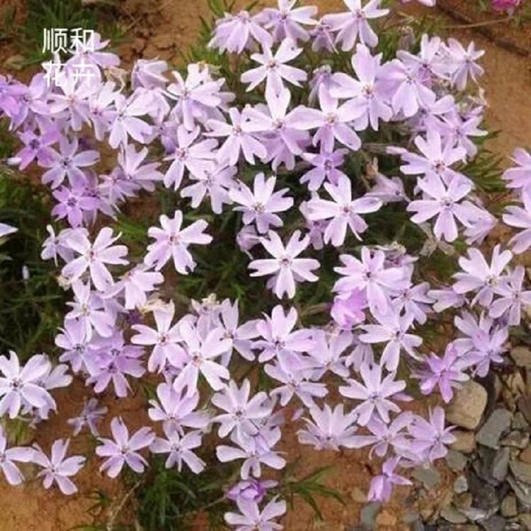 芝樱批发  芝樱价格 大量出售花海芝樱