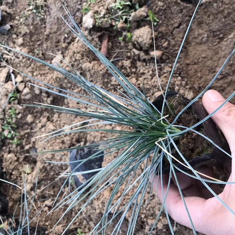 蓝羊茅_青州基地供应蓝羊茅 批发价 量大从优