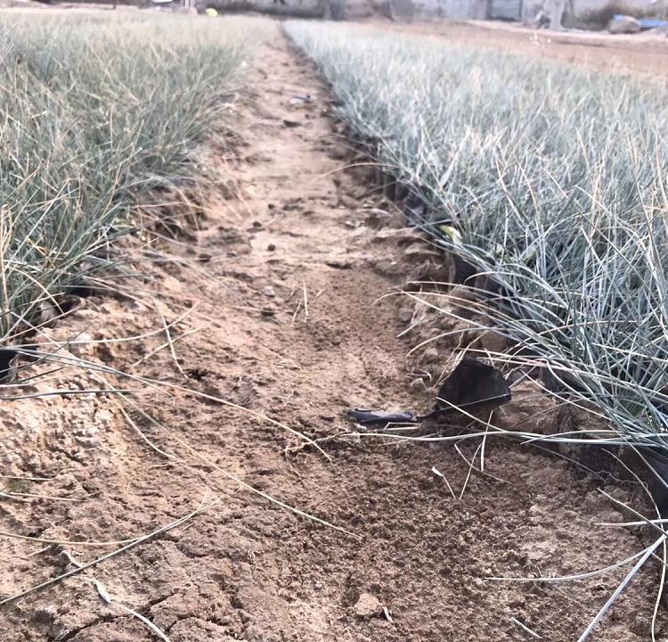 青州花坛用蓝羊茅  蓝羊茅盆苗