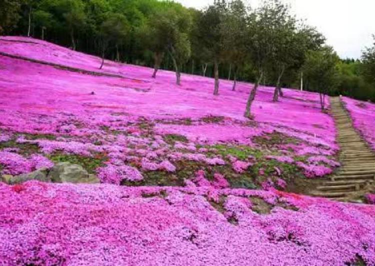 潍坊芝樱价格 青州芝樱批发商供应花海芝樱