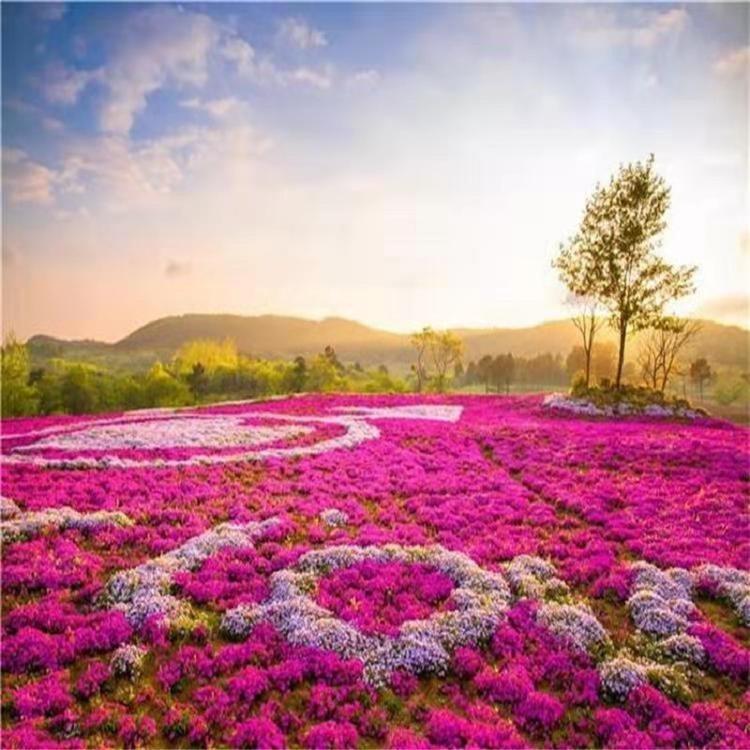 芝樱种子批发 芝樱价格自产自销 青州草花基地