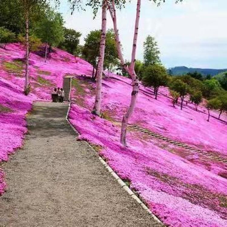 自家小院美化用针叶天蓝绣球 芝樱价格 芝樱批发