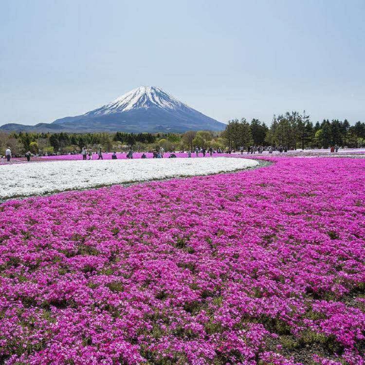 芝樱花海  芝樱批发  芝樱价格