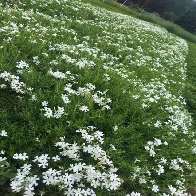 芝樱时令草花价格  营养钵芝樱批发基地