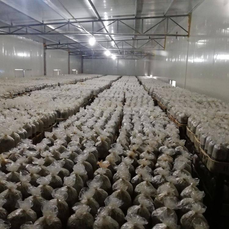 基地直供茶树菇原种 高品质茶树菇菌种定制