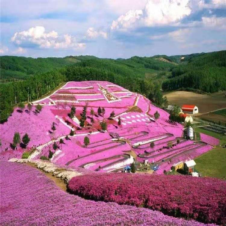 芝樱花海多花色  地被植物芝樱种子价格  芝樱批发基地