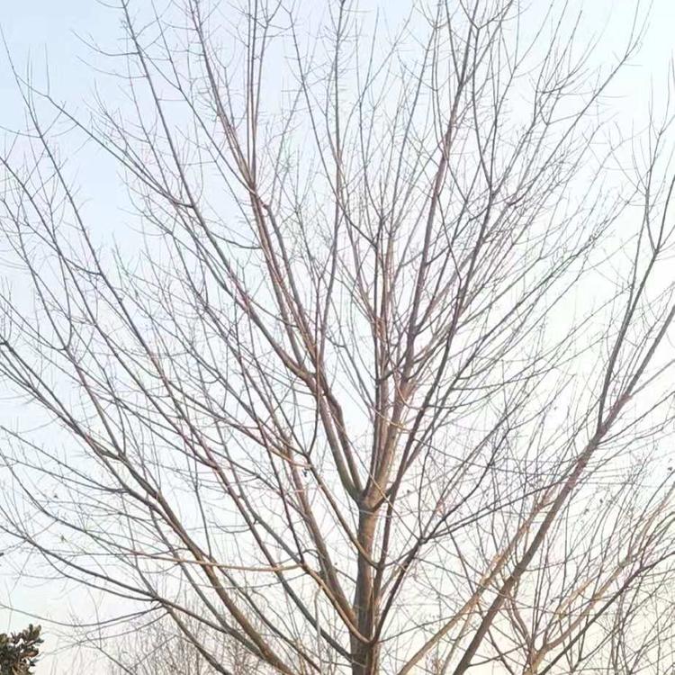 五角枫