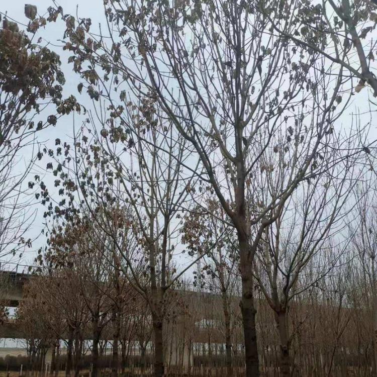 七叶树供应
