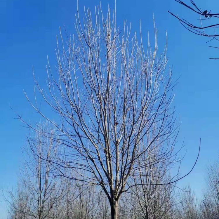 白蜡供应白蜡基地