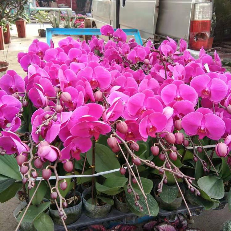 批发蝴蝶兰来凯洋 蝴蝶兰大量现货直供 青州蝴蝶兰种植基地