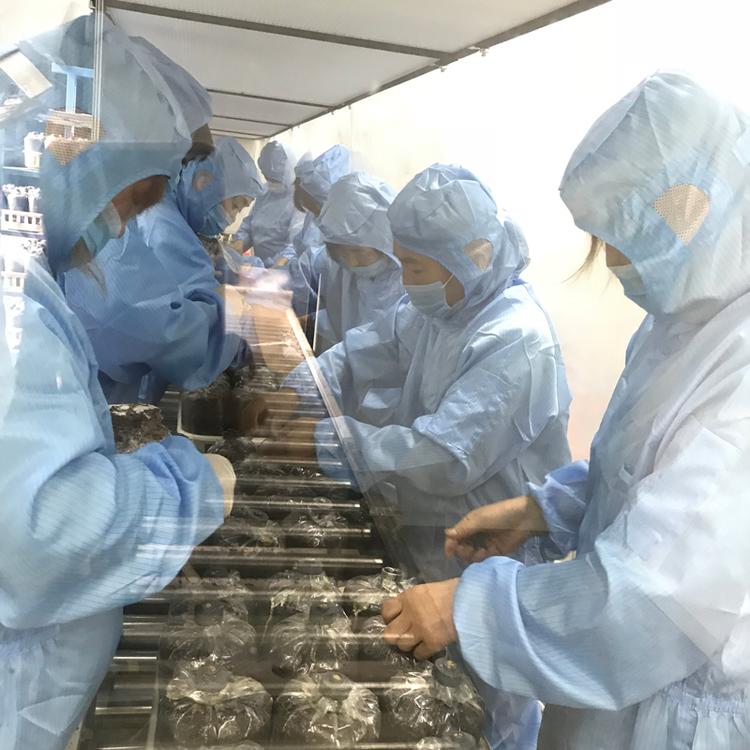 定制金耳母种 菌种厂直供金耳试管母种菌种