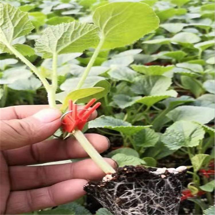 嫁接甜瓜苗  结果率高甜瓜苗  嫁接羊角蜜种苗  批发好价