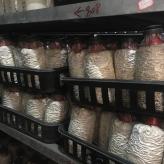黑皮鸡纵菌种菌包，适用于工厂化栽培，活性强产量稳！
