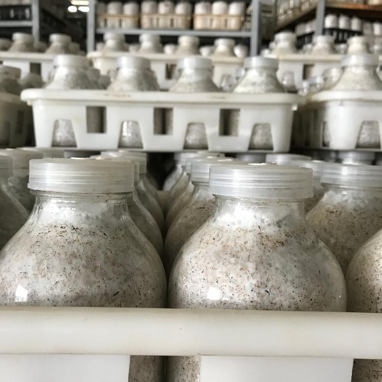 定制黑皮鸡枞菌栽培种 基地直供高品质黑皮鸡枞菌种植菌种