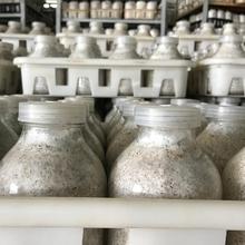 定制黑皮鸡枞菌栽培种 基地直供高品质黑皮鸡枞菌种植菌种