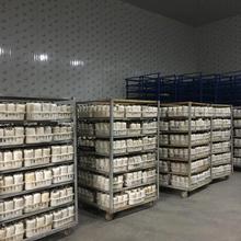 黑皮鸡纵菌种菌包，液体接种活性强菌丝旺产量稳，菌厂直销价格便宜