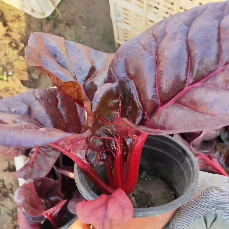 冬季草花销售 红叶甜菜批发 租摆用红叶甜菜