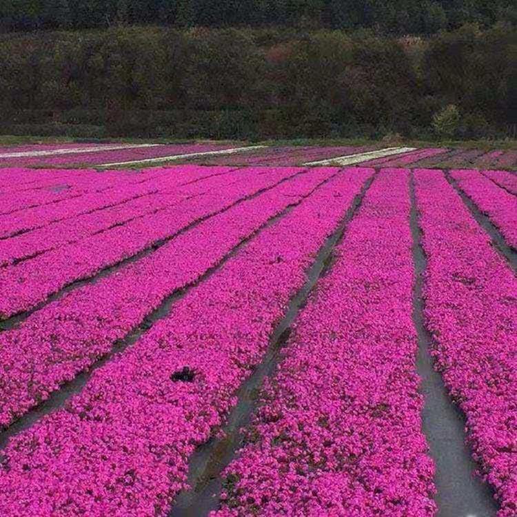 丛生福禄考批发 丛生福禄考基地 丛生福禄考宿根