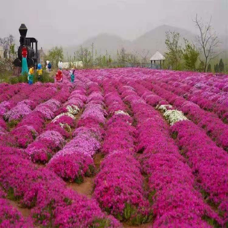 芝樱 芝樱价格 大量芝樱 出售芝樱