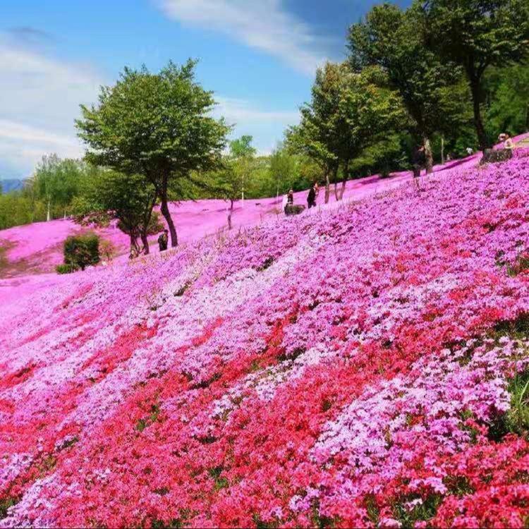 针叶天蓝绣球基地 丛生福禄考批发 丛生福禄考价格