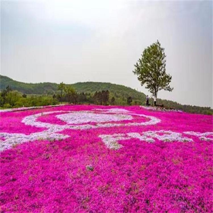 山东丛生福禄考 丛生福禄考批发 丛生福禄考基地出售