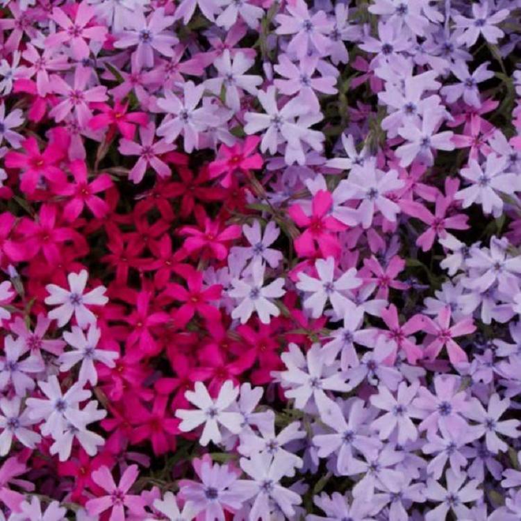 花坛美化苗芝樱  芝樱价格  芝樱批发  芝樱花海