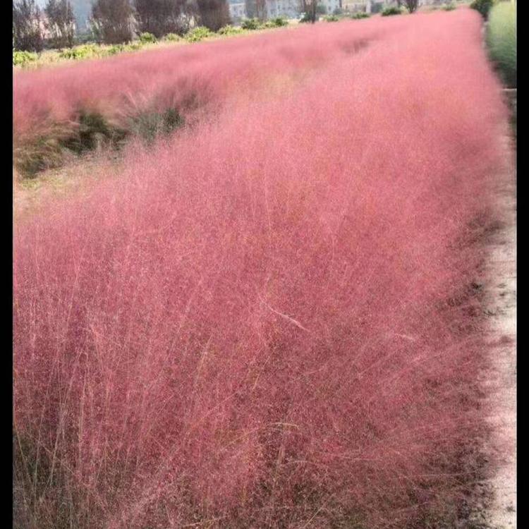 山东网红草批发  粉黛乱子草价格  粉黛乱子草基地  粉黛乱子草批发