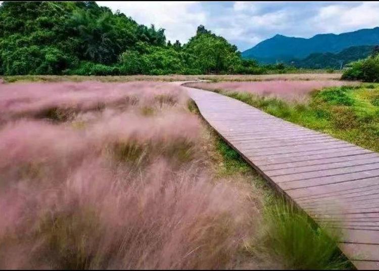 山东网红草批发  粉黛乱子草价格  粉黛乱子草批发  粉黛乱子草基地