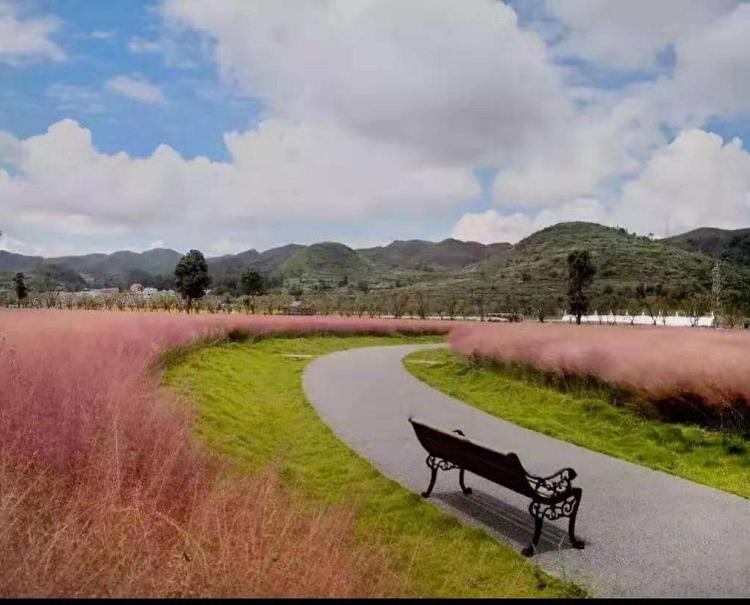 山东网红草批发  粉黛乱子草批发  粉黛乱子草价格  粉黛乱子草基地