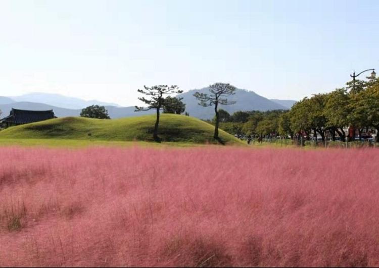 粉黛乱子草花海  粉黛乱子草批发商  观赏草粉黛乱子草批发价格