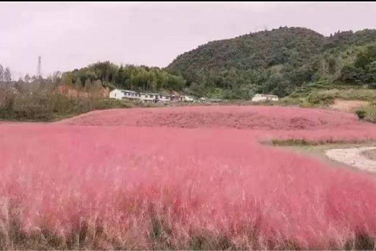 观赏草粉黛乱子草批发  网红草粉黛乱子草批发商  粉黛乱子草