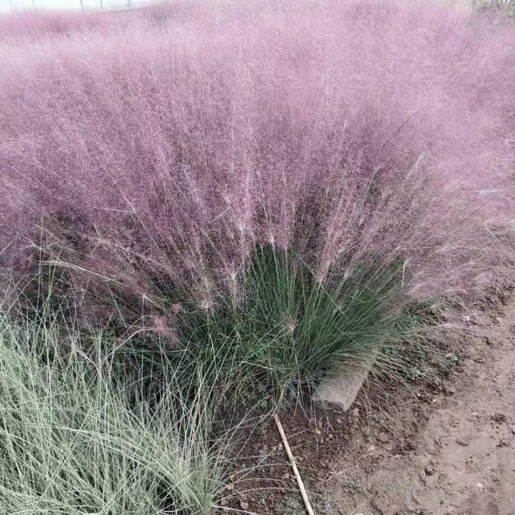 园林绿化用粉黛乱子草批发  工程用网红草批发商  粉黛乱子草花海供应商