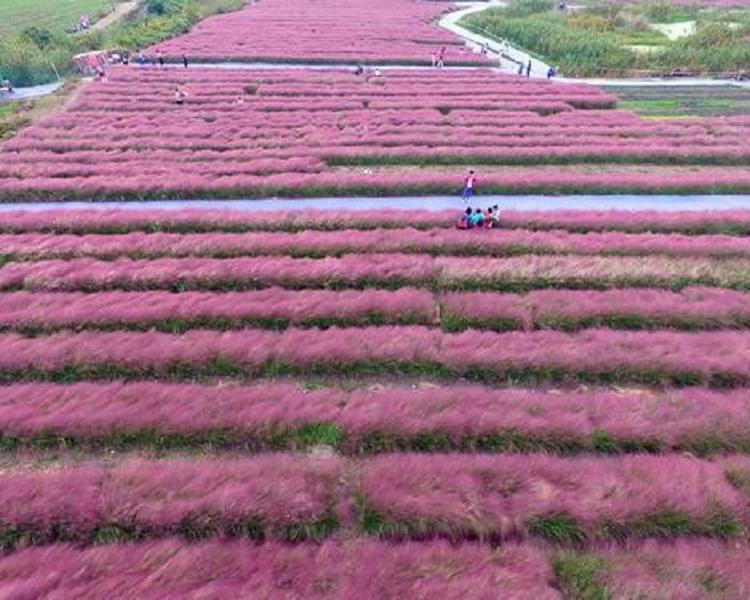 山东粉黛乱子草粉黛乱子草基地粉黛乱子草花期