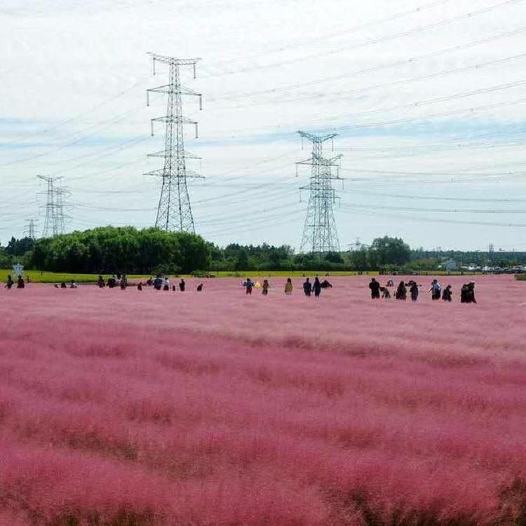 粉黛乱子草花海价格  宿根花卉  粉黛乱子草种子价格  青州草花供应