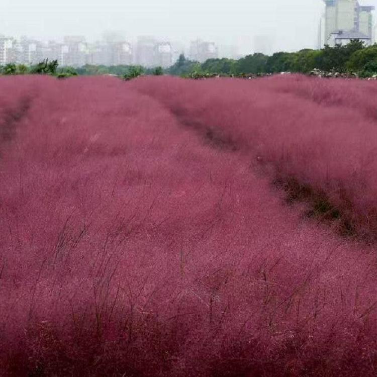 山东粉黛乱子草批发商  粉黛乱子草大量供应  粉黛乱子草草供应