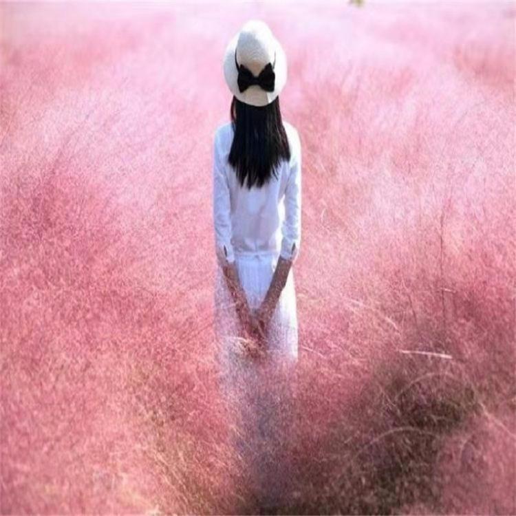 粉黛乱子草批发  顺和花卉批发网红草粉黛乱子草