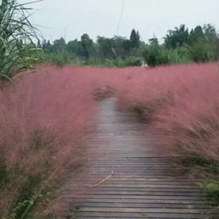 山东网红草批发商  网红草种植基地  供应粉黛乱子草