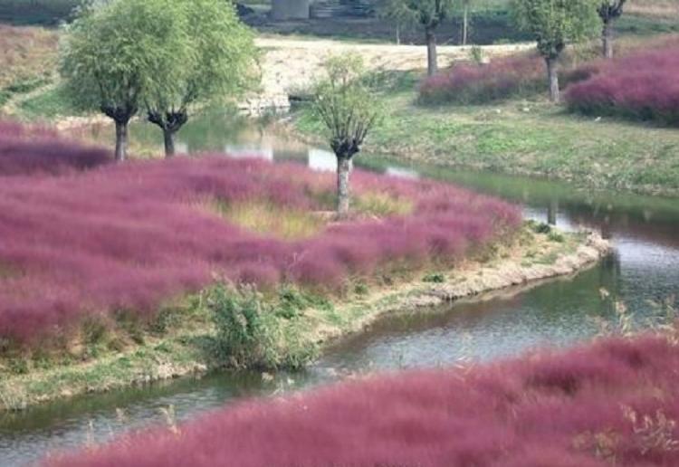 粉黛乱子草花海  粉黛乱子草批发 粉黛乱子草种植基地