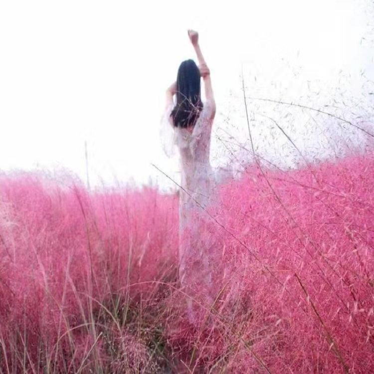 粉黛乱子草花海批发价格  宿根花卉  粉黛乱子草种子价格