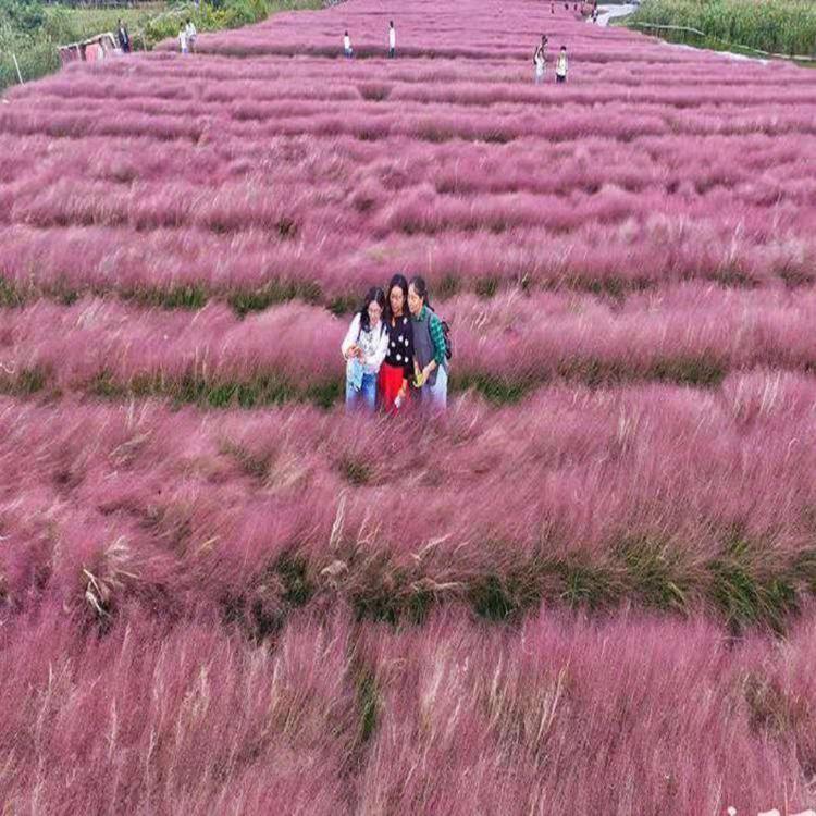 山东粉黛乱子草批发商  粉黛乱子草大量供应  粉黛乱子草批发价格