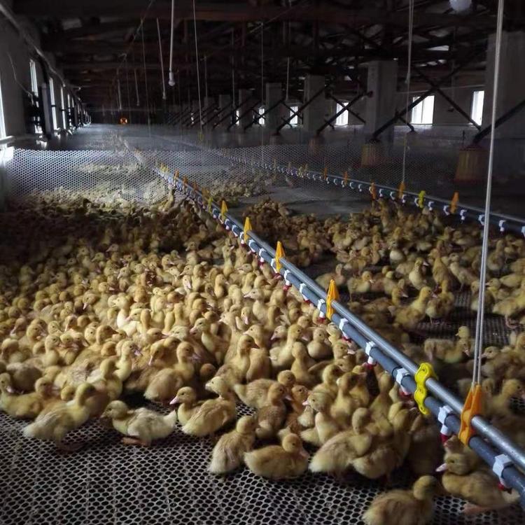 肉鸡水线养殖水线山东水线料线批发青州恒善