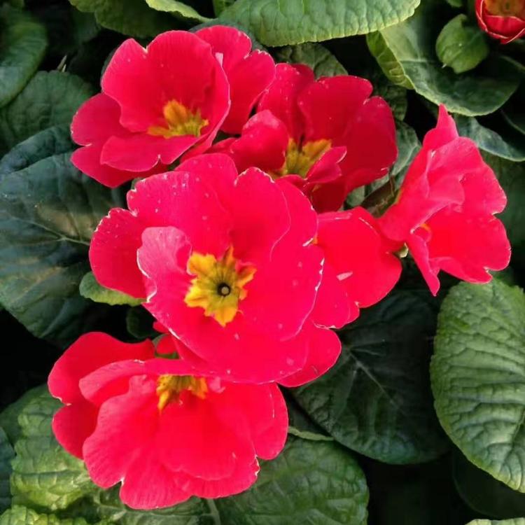 报春花批发 耐冻花卉大量供应