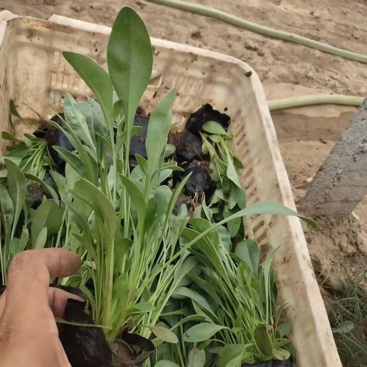 金鸡菊  大花金鸡菊价格  金鸡菊批发  大花金鸡菊基地直销