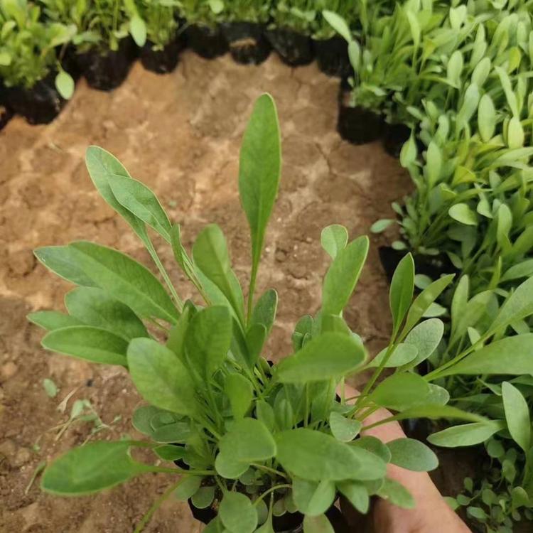 大花金鸡菊  金鸡菊基地  金鸡菊价格  大花金鸡菊批发商