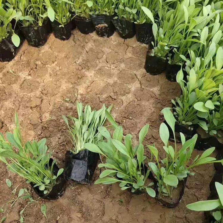 金鸡菊  金鸡菊供应商  金鸡菊批发  大花金鸡菊批发价格