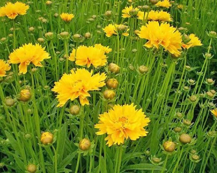 山东金鸡菊批发商  金鸡菊供应商  金鸡菊基地  金鸡菊价格
