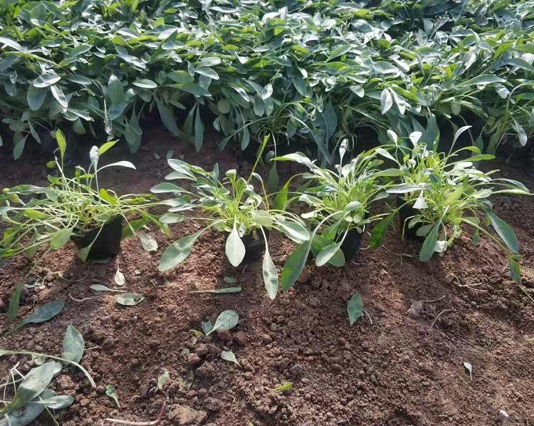 大花金鸡菊批发商 金鸡菊价格  黄花金鸡菊种植基地